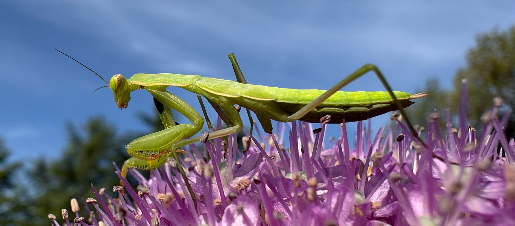 Close-up photo of a praying mantis demonstrating the Ultra Wide camera