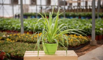 6 go-green spots in Jeddah for all your plant needs