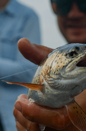 Fish in hand