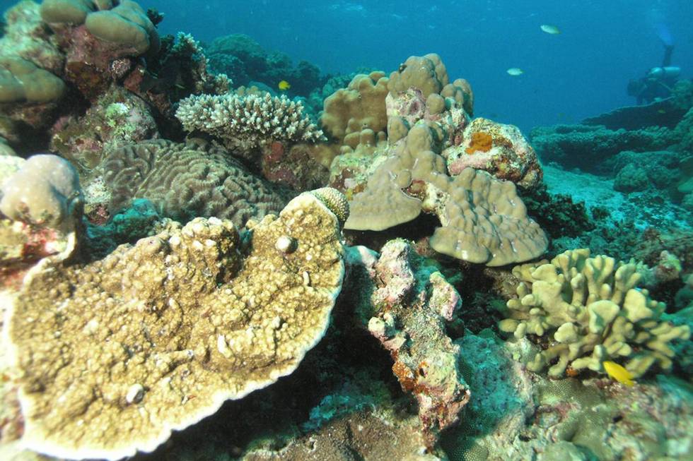 Ein gesundes Korallenriff vor der Küste Thailands