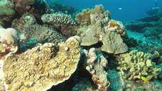 A healthy reef off the coast of Thailand