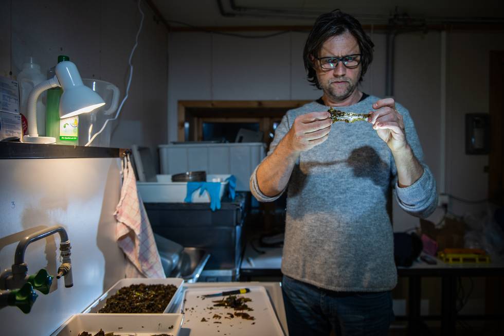 Lars Gutow investigates algee, collected in Kongsfjorden, for his research. 