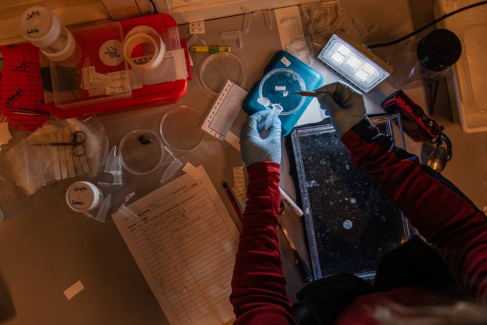 Charlotte Havermans researcher from Alfred-Wegener-Institute prepares a jellyfish caught in the harbour of Ny-Ålesund for further investigation in the marine lab.