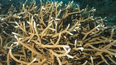 The stony coral Acropora