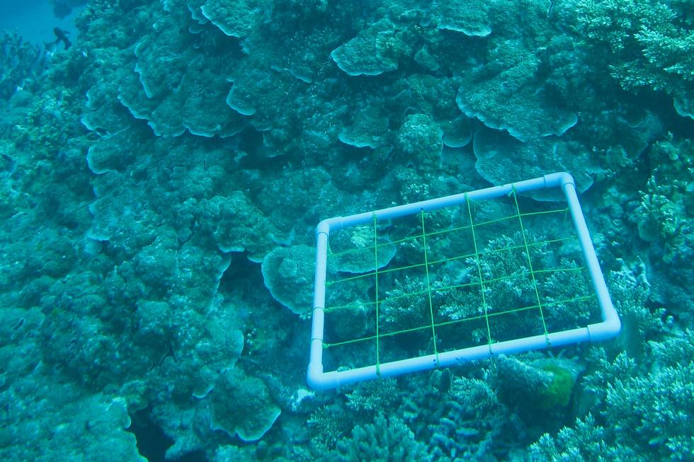 Bestandsaufnahme mit einem genormten Quadrat