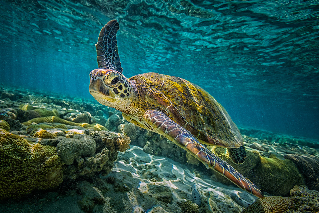 sea turtle swimming