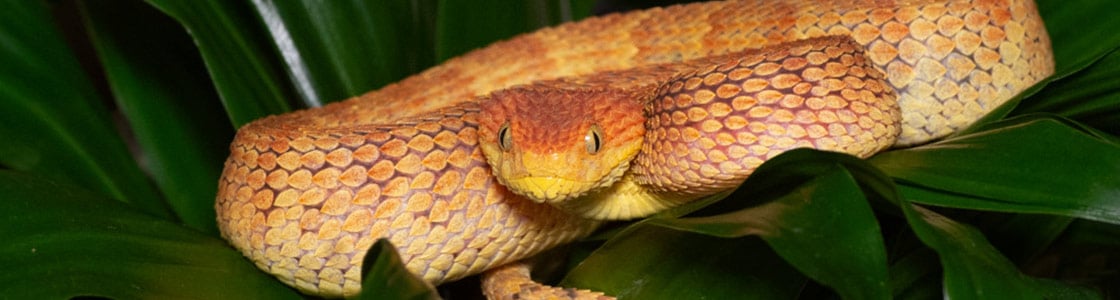 Variable Bush Viper