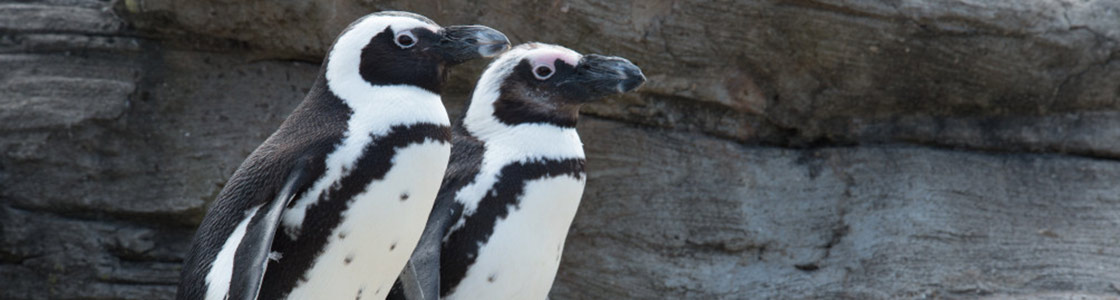 Black-Footed Penguins by Julie Larsen Maher, Wildlife Conservation Society