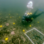 A diver swimming under water