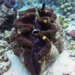 A close up of a coral.