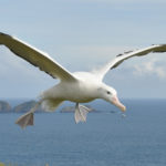 Wandering albatross in flight