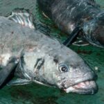 A fish swimming under water