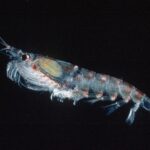 Antarctic krill