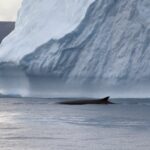 A whale in front of iceberg