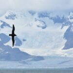 A seabird flying through the air on a snow covered mountain