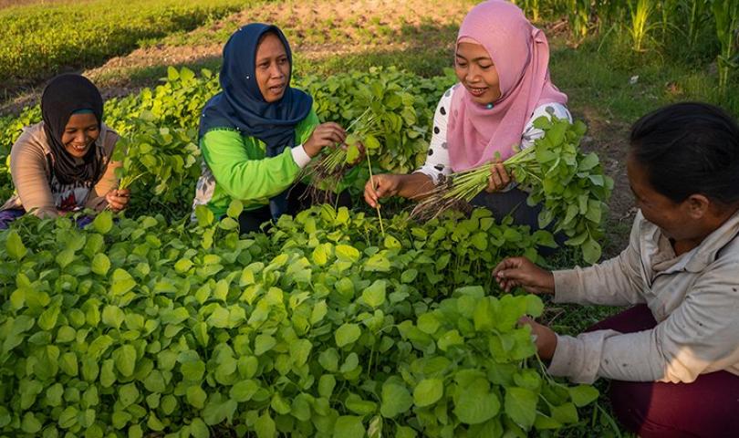 Jambi Sustainable Landscape Management Project