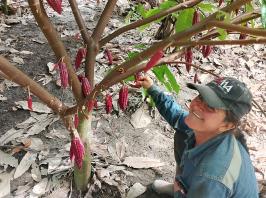 Colombia cacao tree and woman - photo credit: Andean Cacao