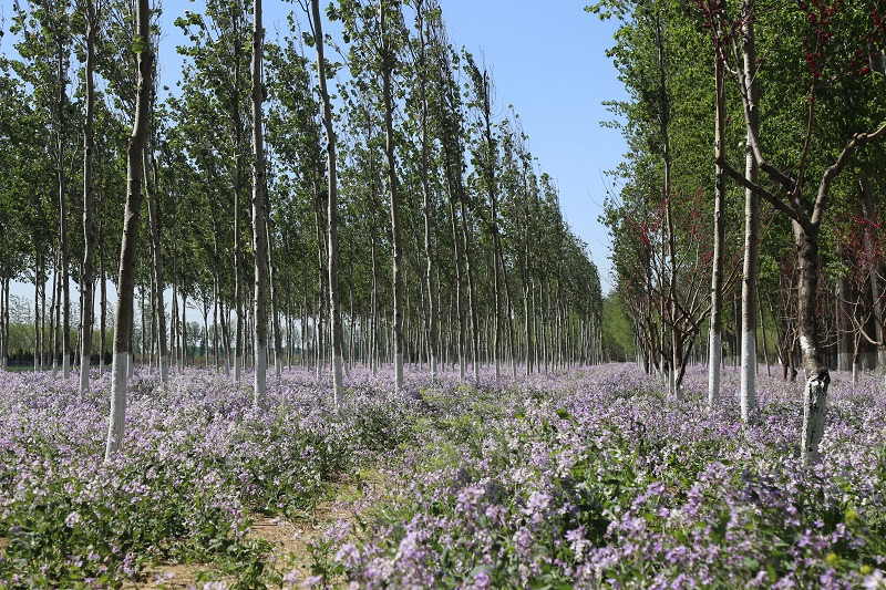 林间小花