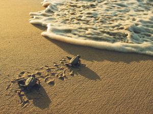 Leatherback Hatchlings