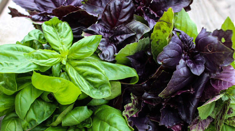 Large Packet Herbs