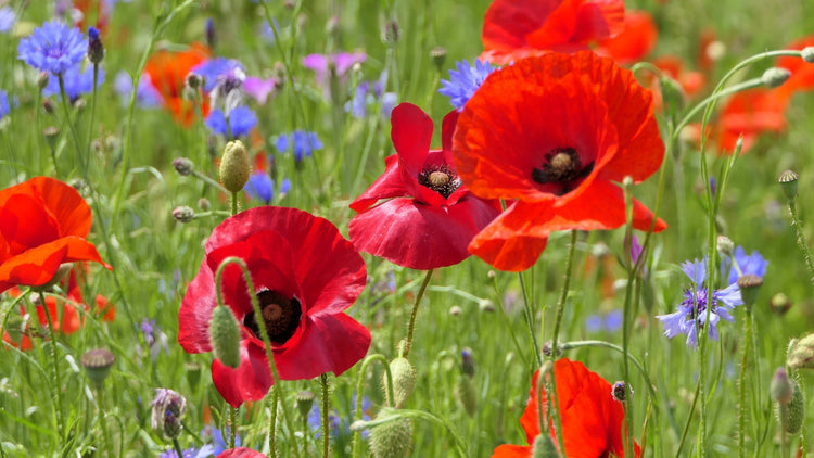 Red Flower Seeds Blooming in Garden