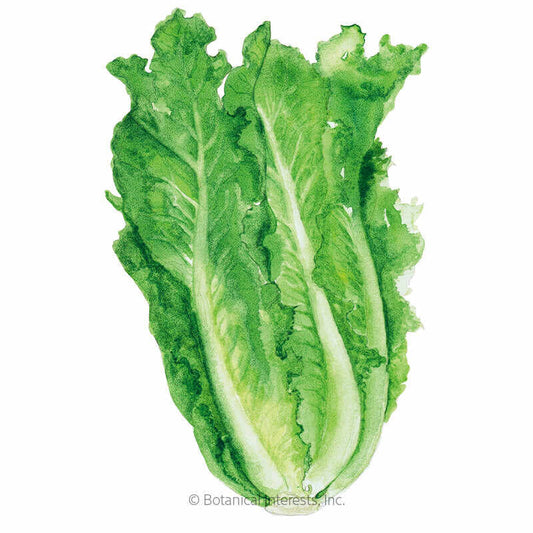 Parris Island Cos Romaine Lettuce Seeds