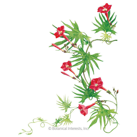 Cardinal Climber Seeds