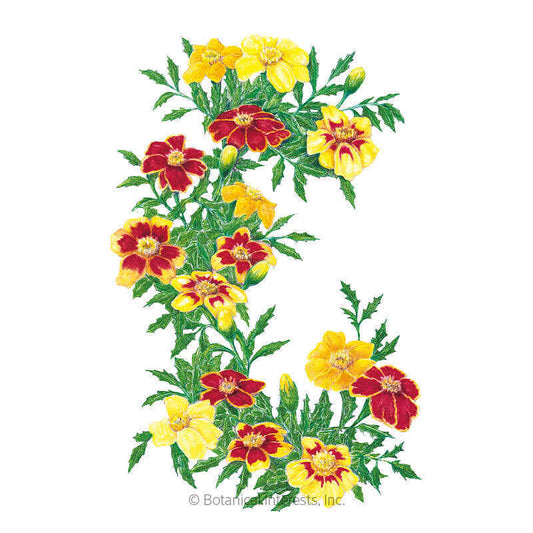 Favourite Blend French Marigold Seeds