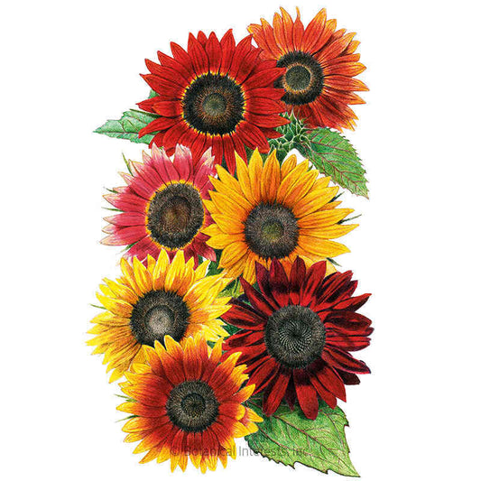 Heirloom Beauties Sunflower Seeds