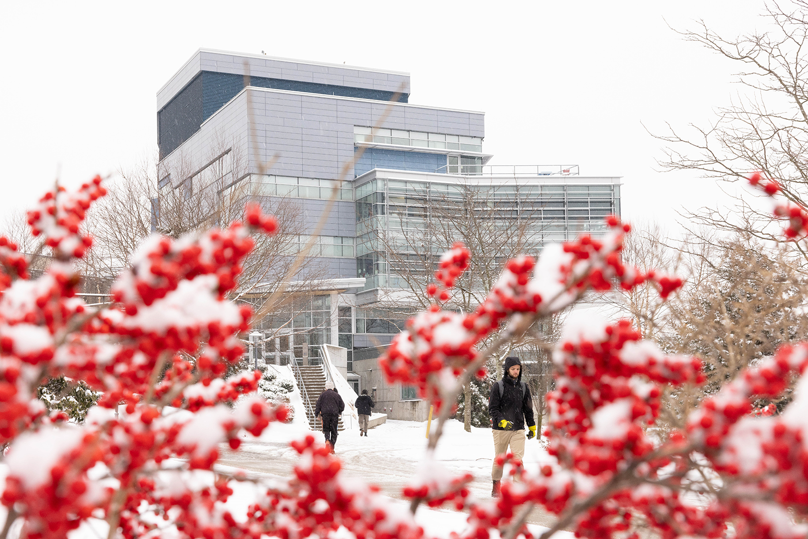 A student walks from the Shapiro Science Center in the snow, with red berries in the foreground.