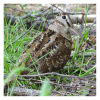 Woodcock. Hugh Insley / BTO