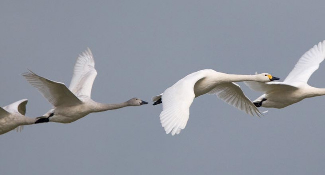 Bewick's Swan. Chris Knights