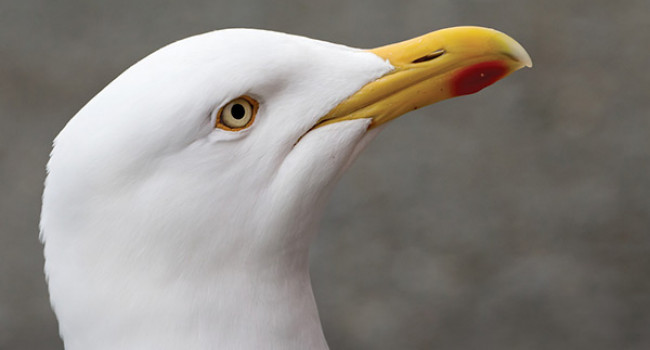 Herring Gull. Photograph by Edmund Fellowes