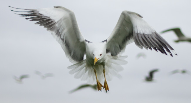 Cuckoo. Edmund Fellowes