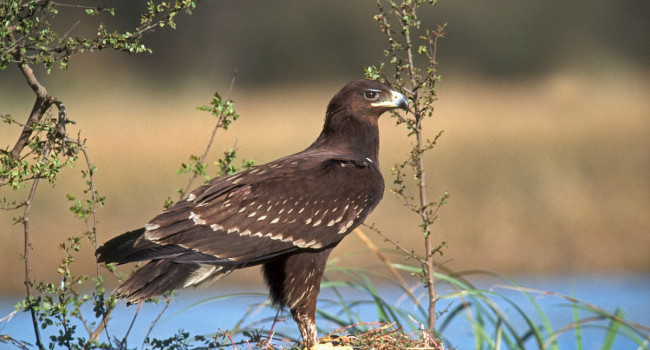 Greater Spotted Eagle, by David Tipling / BTO