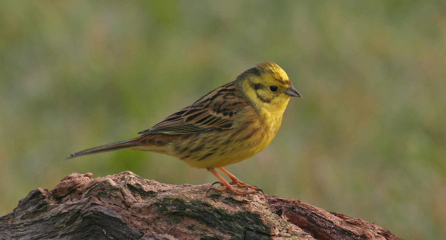 Yellowhammer by Jill Pakenham.