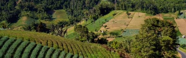 Cultures sur les pentes du volcan Empung à Sulawesi.  B. Locatelli © Cirad