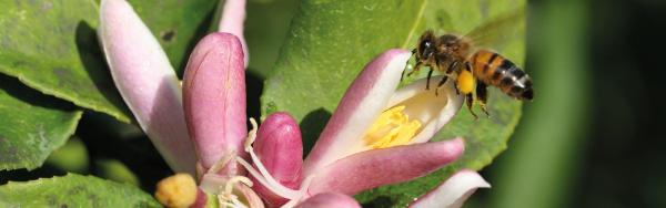 Abeille sur fleur de cédratier, Guadeloupe. D. Bazille © Cirad