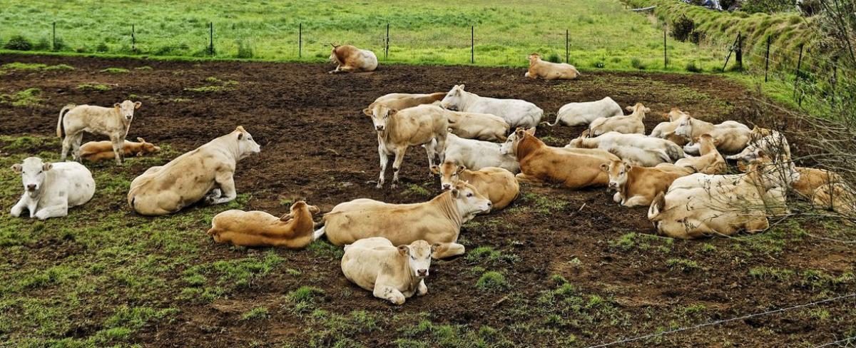 Les bovins sont sensibles à la maladie hémorragique épizootique et à la fièvre catarrhale ovine, deux maladies transmises par des moucherons du genre Culicoïde. © R. Carayol, Cirad