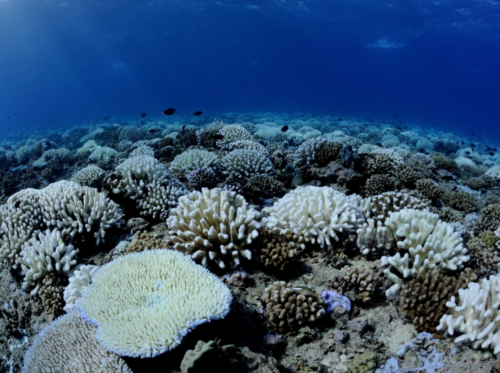 Coraux scléractiniaires blanchis durant l’épisode El Niño de 2018-2019 en Polynésie française