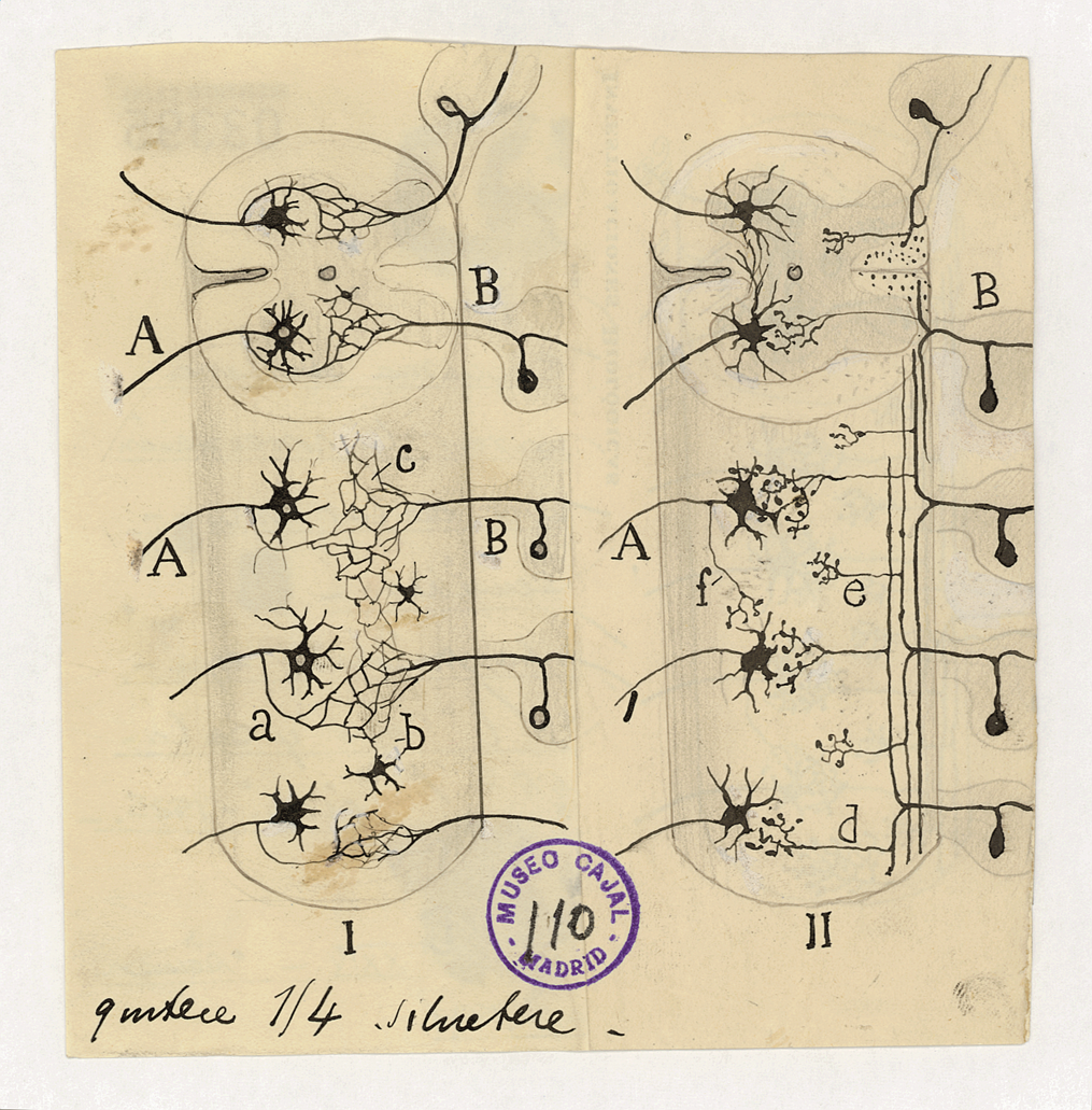 Dibujo Cajal