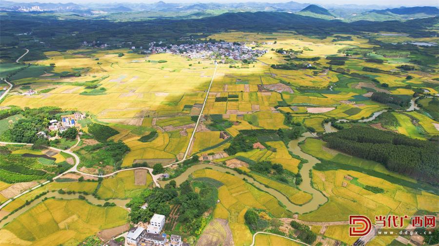 象州县寺村镇谭村高标准农田基地（象州融媒体中心肖广荣供图）