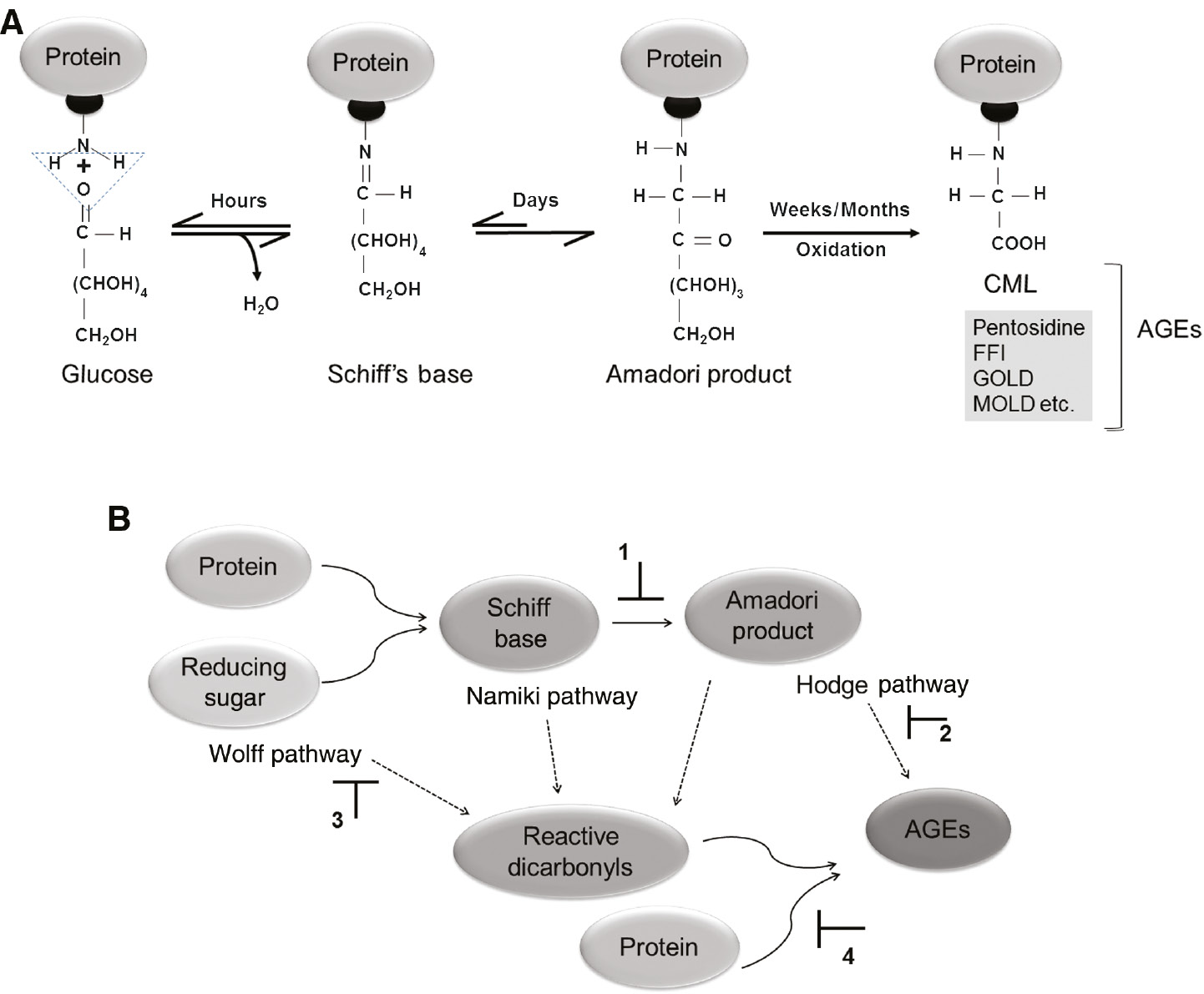 Figure 1: Mechanism and pathways of formation of advanced glycation end products.(A) Classical reactions in the formation of advanced glycation endproducts (AGEs). The initial nonenzymatic interaction between the highly reactive carbonyl group of glucose with a free amino group on proteins creates a reversible Schiff’s base, which spontaneously undergoes rearrangement itself into a partially reversible Amadori product. Amadori products rearrange to form heterogeneous AGEs including CML, pentosidine, FFI, MOLD and GOLD. (B) A complex network of NEG reactions. Highly reactive carbonyl intermediates (glyoxal, methylglyoxal and 3-deoxyglucosone) can be formed from the auto-oxidation of monosaccharides (e.g. glucose: Wolff pathway) or from Schiff’s base (Namiki pathway) or from Amadori products (Hodge pathway). The highly reactive intermediates that are formed by these three pathways can react with free amino groups to form diverse AGEs. The possible sites that could be targeted to inhibit NEG and to prevent AGEs mediated complications are indicated in numbers [1, 2, 3, 4].