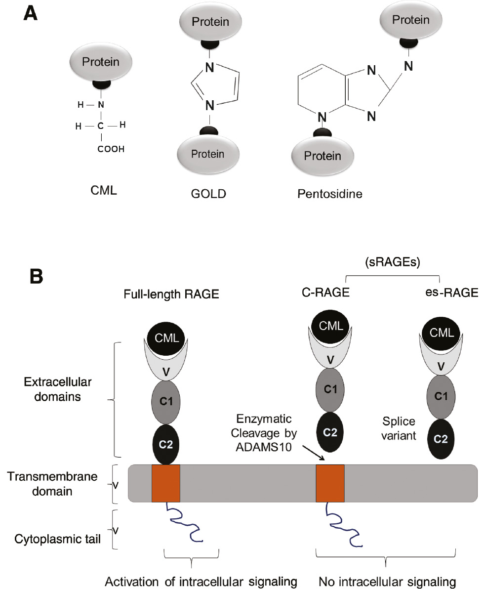 Figure 2: Schematic representation of predominant AGEs and receptors for AGEs (RAGE).(A) AGEs can exist as protein adducts (CML) or AGEs can crosslink proteins (GOLD and pentosidine). (B) Structure of full-length RAGE and soluble RAGE (sRAGE). sRAGE derived via proteolytic cleavage of full-length RAGE by ADAMS 10, known as cleaved (cRAGE) or via alternative splicing of RAGE mRNA lacking the cytoplasmic tail and transmembrane domains known as endogenous secretory RAGE(esRAGE). Full-length RAGE, upon interaction with a ligand (for example, CML), elicit intracellular signaling, whereas sRAGE fails to transduce intracellular signaling and forms a natural defense mechanism to combat AGEs.