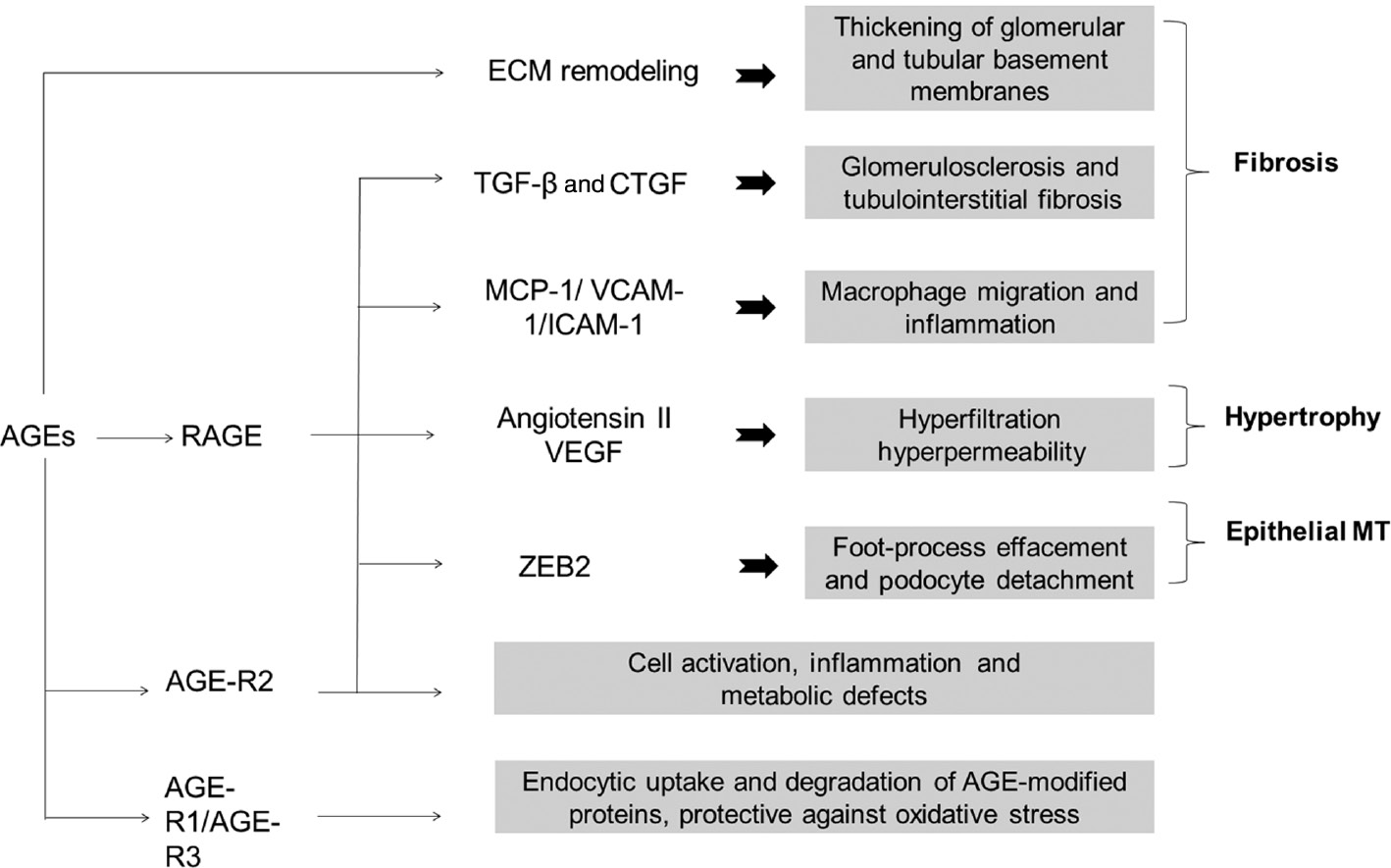 Figure 3: AGE modification of ECM proteins results in remodeling and thickening of the basement membrane.Stimulation of RAGE by AGEs in addition to increased production of reactive oxygen species resultesin the activation of various signaling events and the secretion of inflammatory cytokines and growth factors and culminates in several histological and hemodynamic changes implicated in the pathology of DN. Interaction of AGEs with AGE-R2 leads to adverse effects on cells such as inflammation, cell activation and altered metabolic effects, whereas the interaction of AGEs with AGE-R1/R3 results in cellular uptake and degradation of AGE-modified client proteins.