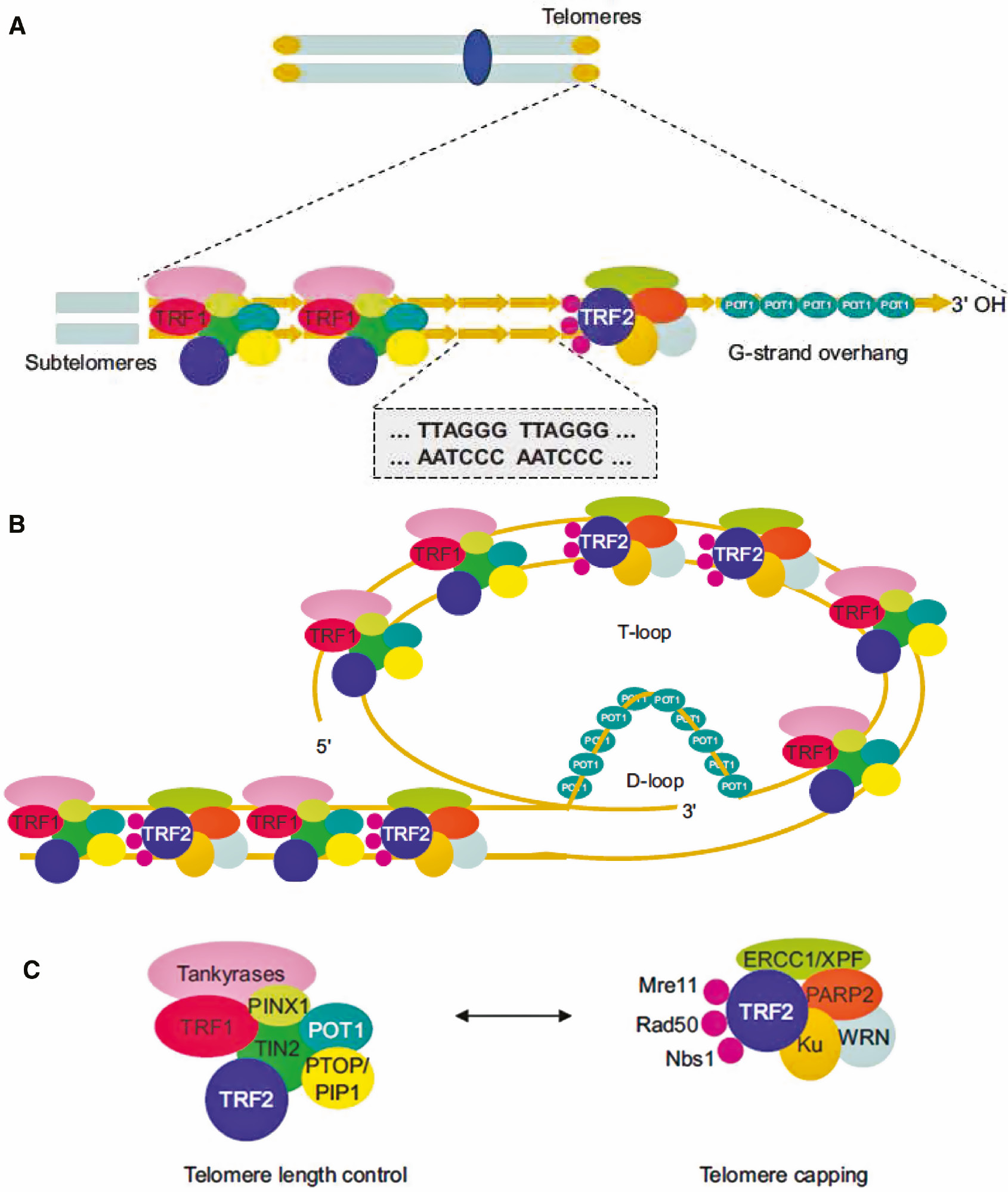 Figure 2: Telomere structure.(A) Telomeres are composed by a double strand region of –TTAGGG– repetitions and by a single strand region called G-strand overhang. Two protein complexes are bound to telomeres, the telomere repeat binding factor 1 (TRF1) complex and the telomere repeat binding factor 2 (TRF2) complex. (B) The G-strand overhand can fold back and invades the double strand region leading to the formation of T-loop and D-loop structures. The resulting 3D conformation protects the 3′OH end of the chromosome. (C) Composition of the two main telomere-associated protein complexes. The TRF1 complex is involved in telomere length control, whereas the TRF2 complex functions as protective end cap of telomeres. Modified from Pusceddu et al. [12].