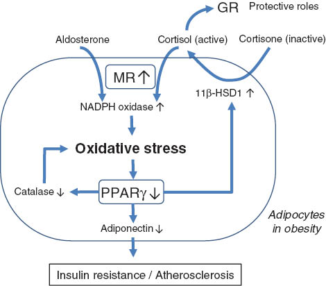 Figure 2 Working model illustrating the contribution of nuclear receptors to increased oxidative stress and decreased adiponectin expression in adipocytes in obesity.Inappropriate MR activation by both aldosterone and cortisol leads to increased oxidative stress via the activation of NADPH oxidase, which ameliorates PPARγ, which plays an essential role in the expression of adiponectin. The reduction of adiponectin is causally associated with the development of insulin resistance and atherosclerosis. Moreover, the inactivation of PPARγ causes the reduction of catalase, leading to further increase of oxidative stress and increase of 11β-HSD1, which facilitates the conversion of inactive cortisone to active cortisol, which further activates MR activity.