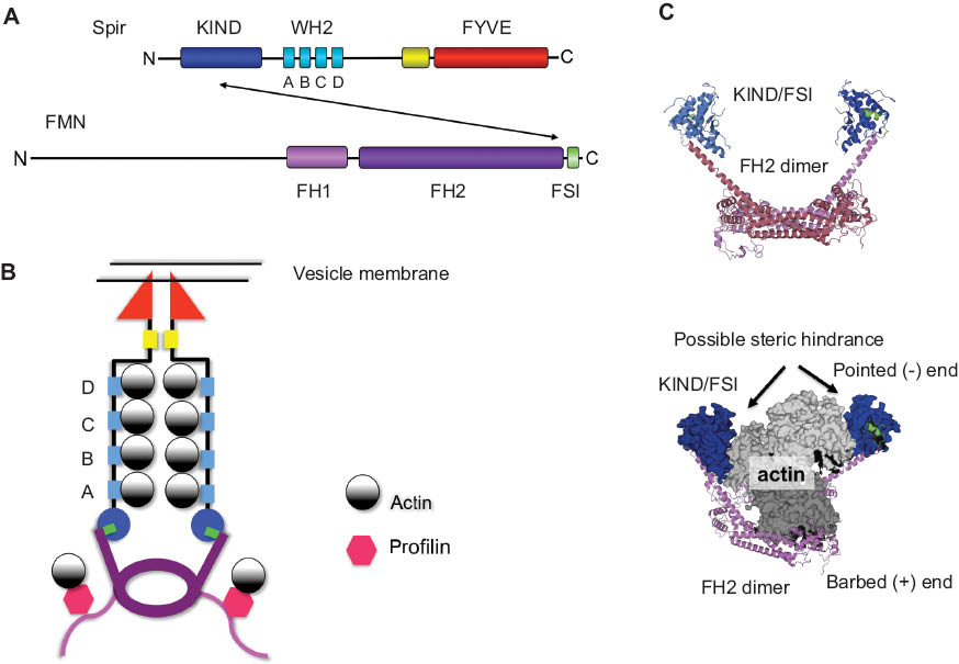 Figure 1 Model of the Spir formin interaction in actin nucleation.(A) Schematic drawing of the Spir (dSpir, PEM-5, Spir-1, and Spir-2) and FMN subgroup of formins (dCapu, Fmn-1, and Fmn-2) proteins including their different domains. The interaction of Spir-KIND domain and FMN-FSI motif is indicated by an arrow. (B) Model of the actin nucleation by Spir and Fmn. In our model, Spir proteins are localized to vesicle membranes by the interaction of the C-terminal FYVE domain with the phospholipid bilayer. The conserved FMN C-terminal FSI motif interacts with an acidic cluster on the surface of the Spir-KIND domain. The WH2 domains of Spir bind actin monomers and form a nucleus for filament initiation. (C) Structural model of Fmn-2-FH2-FSI dimer in complex with the Spir-1-KIND domain. The Fmn-2-FH2-FSI dimer model was generated by the HHpred server (magenta, FH2 domain; green, FSI sequence). By superimposition of the modeled Fmn-2-FH2-FSI and the crystallized structure of the Fmn-2-FSI and Spir-1-KIND domain (blue) (PDB ID: 2YLE), the KIND interaction could be transferred to the modeled structure. The Fmn-2-FH2-FSI/Spir-1-KIND structural model has been superimposed with the crystal structure of the FH2 domain of the formin Bni1 in complex with actin (PDB ID: 1Y64). The superimposition shows a possible steric hindrance of Spir-KIND domain and actin. The pointes (-) and barbed (+) ends are indicated.