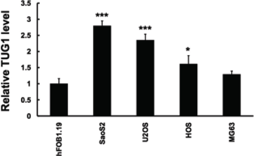 Figure 1 LncRNA TUG1 is upregulated in osteosarcoma cell line. QRT-PCR analysis performed to detect expression of LncRNA TUG1 expression in human normal osteoblastic cell line hF081.19 and human osteosarcoma cell lines. LncRNA TUG1 expression levels were calculated by the 2-∆CT method and normalized to GAPDH. ∆Ct is the difference in Ct values between LncRNA and GAPDH. The plot shows the TUG1 expression was elevated.