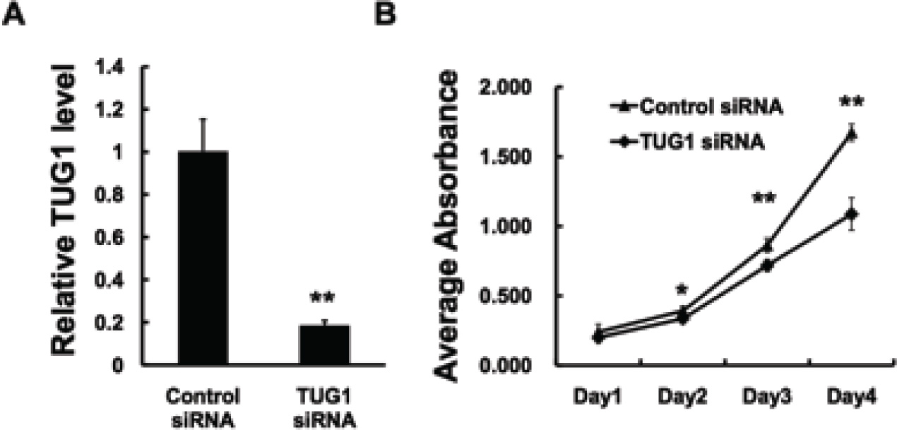 Figure 2 TUG1 promotes tumor proliferation in U2OS cells. (A) U2OS cells were transfected with control siRNA or lncRNA TUG1 siRNA. In 48h, the cells were harvested for examining knockdown effect. (B) U2OS cells were transfected with control siRNA or lncRNA TUG1 siRNA. In 24h, cells were trypsinized and seeded into four 96-well plates at a density of 3×103 cells for MTT assay as described under Materials and Methods. Data are expressed as the mean ± s.d. of the experiments performed in triplicate. *P < 0.05, **P < 0.01.